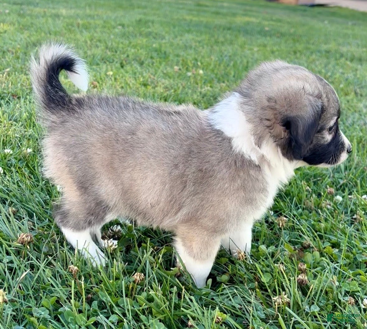 Mini Aussiedoodle dogs Kayne - Ad 2