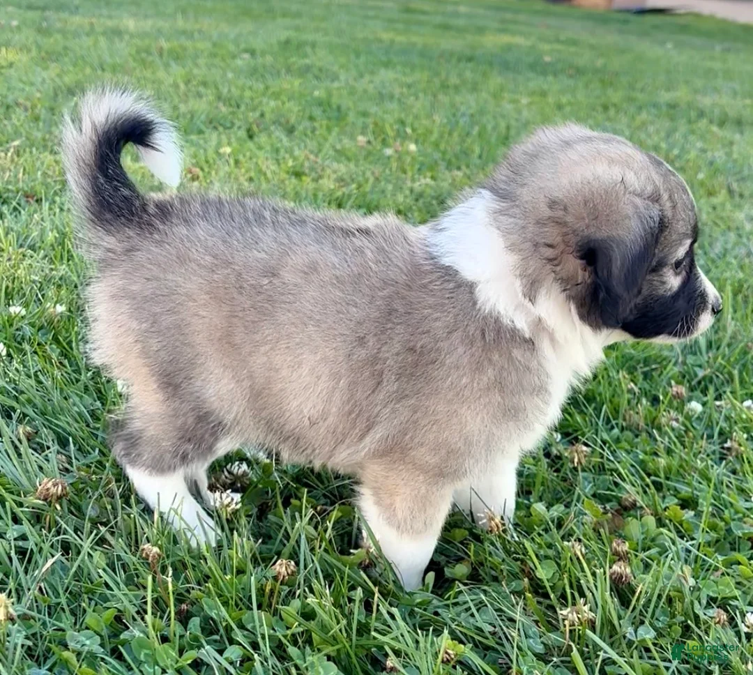 Mini Aussiedoodle dogs for sale: Kayne - Ad 2