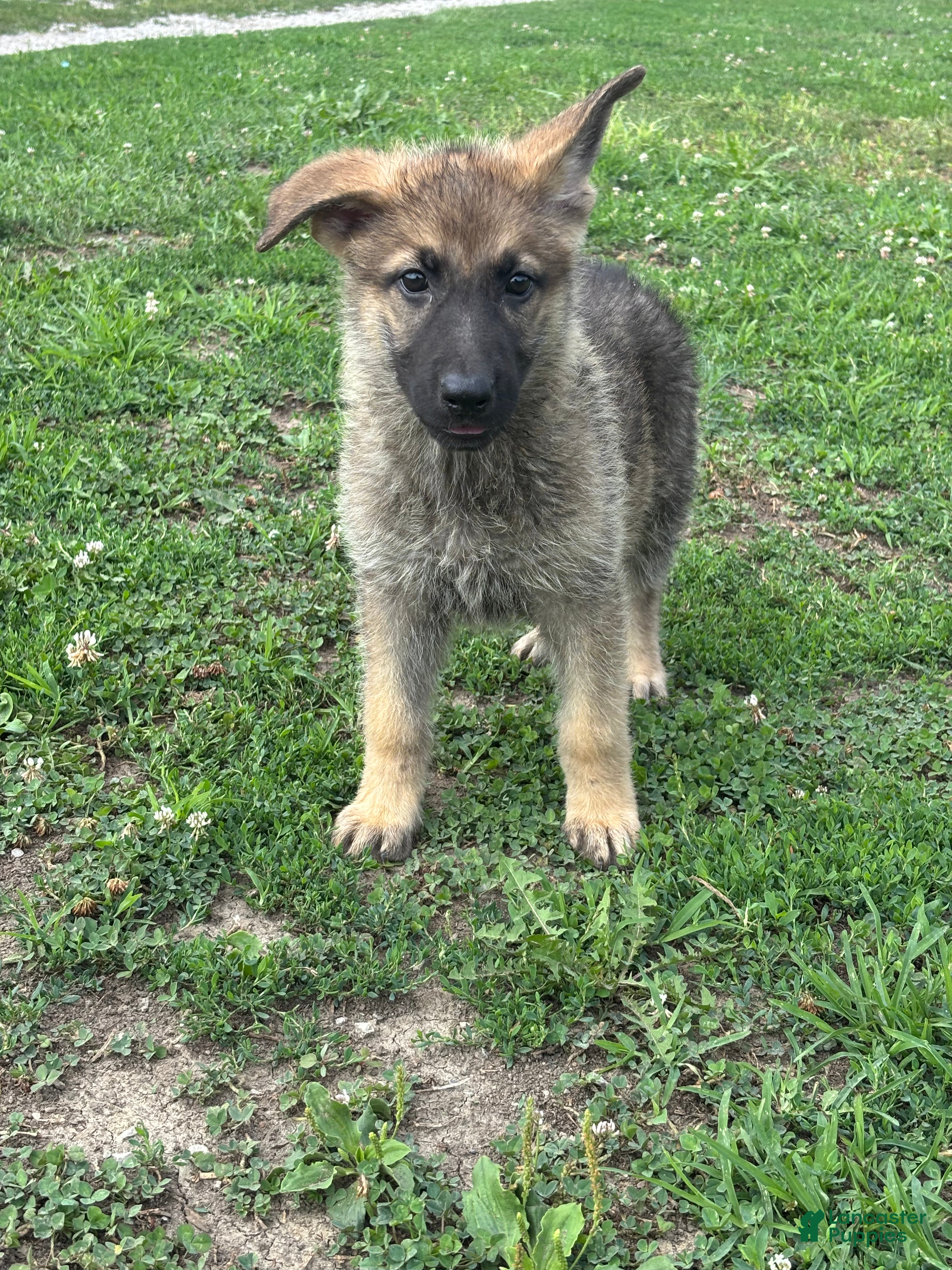 German Shepherd dogs German Shepherd 3 - Ad 2