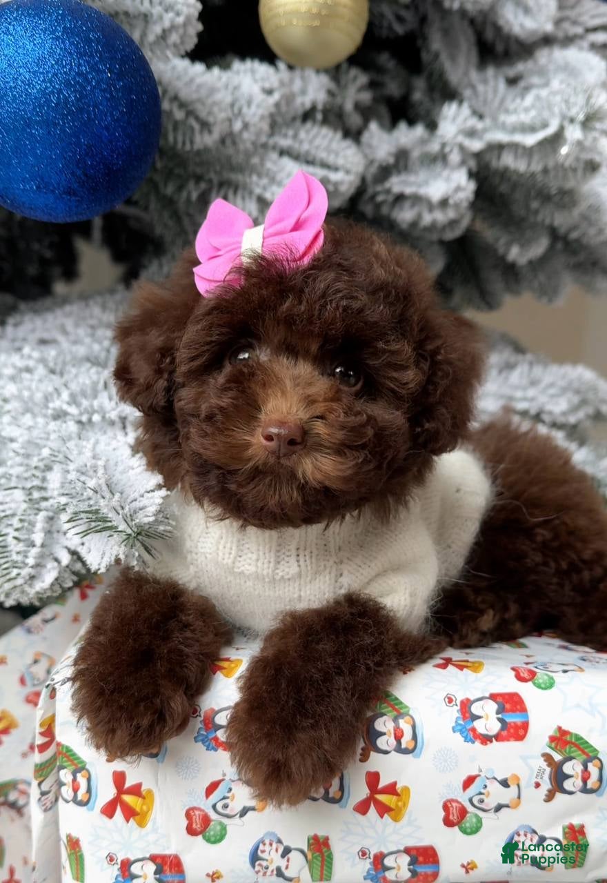 Miniature Poodle dogs Celeste - Ad 4
