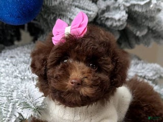 Miniature Poodle dogs Celeste - Ad 4