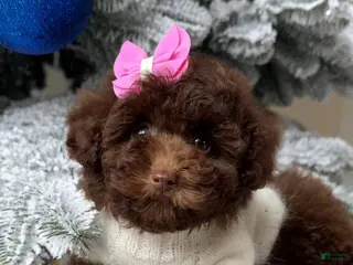 Miniature Poodle dogs Celeste - Ad 7