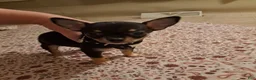 Chihuahua dogs for sale: Toy bentley - Ad 1