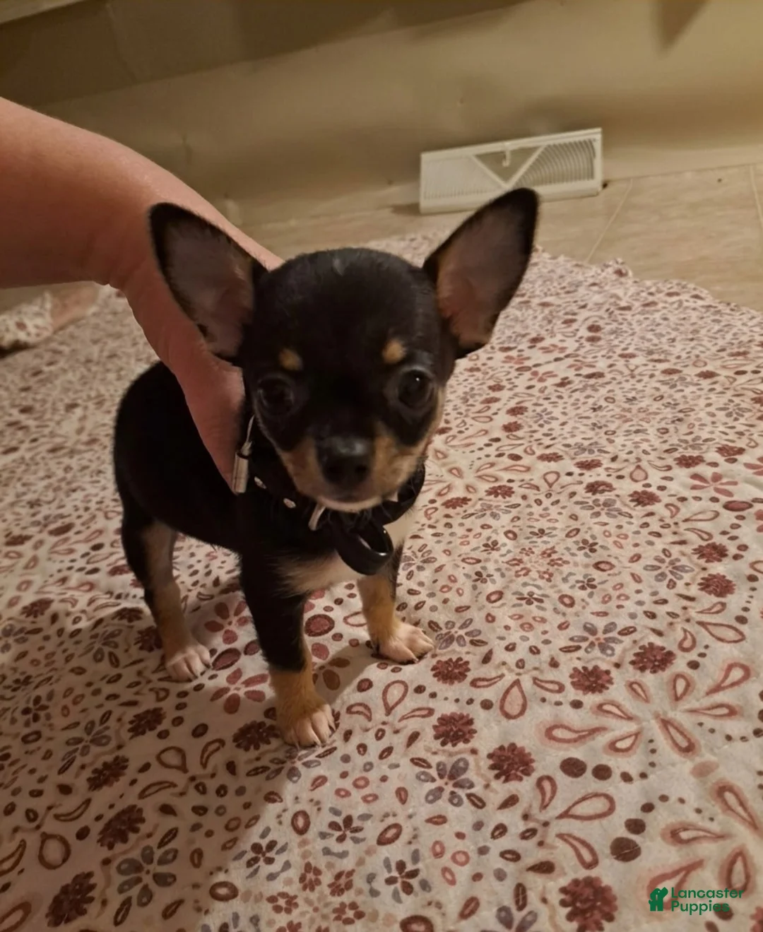 Chihuahua dogs for sale: Toy bentley - Ad 1