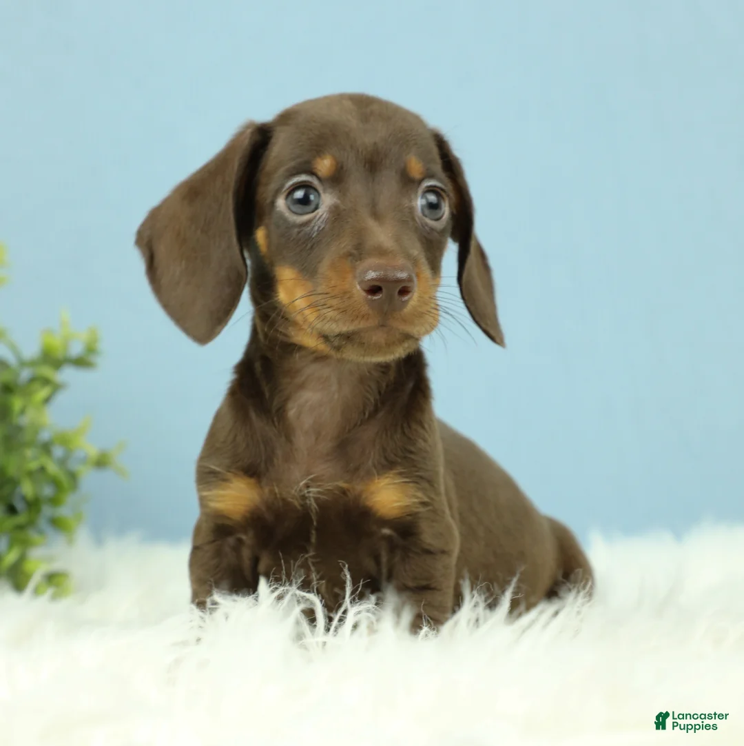 Miniature Dachshund dogs for sale: Thor 🧸 - Ad 1