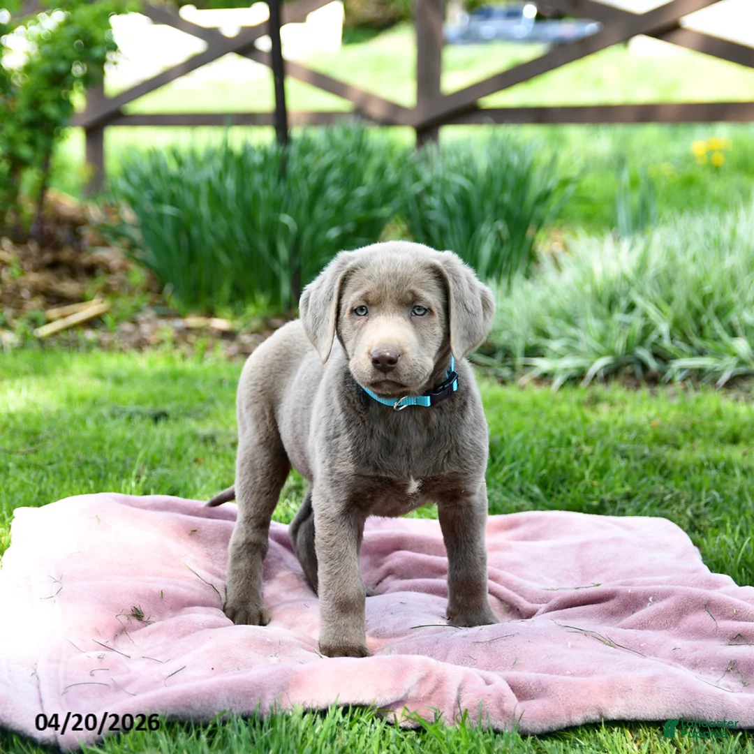 Labrador Retriever dogs for sale: Eliza - Ad 5