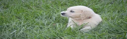 Golden Retriever dogs for sale: FULL AKC Miss Barbie is READY NOW! - Ad 3