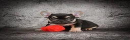French Bulldog dogs for sale: Ollie - Ad 7