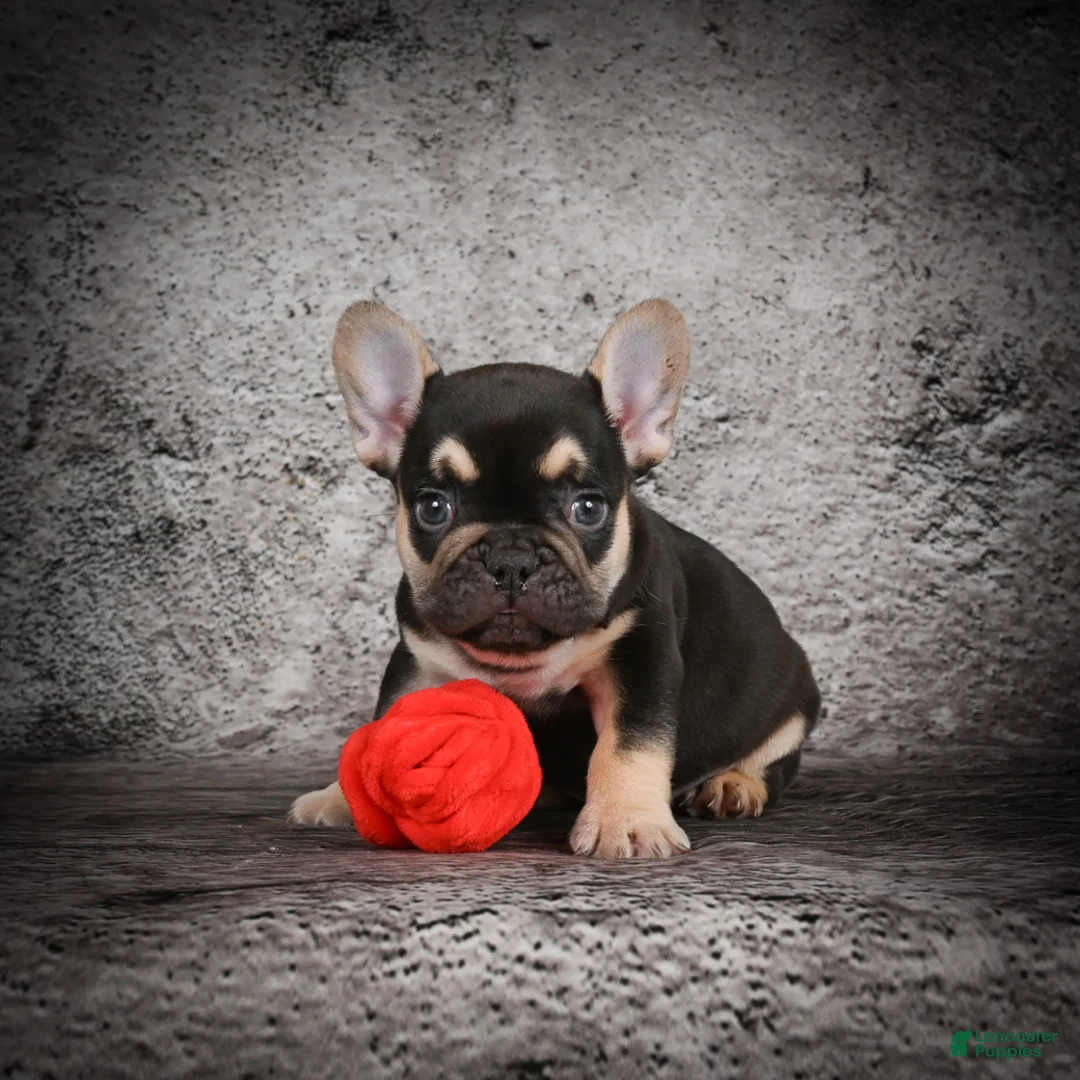 French Bulldog dogs for sale: Ollie - Ad 7