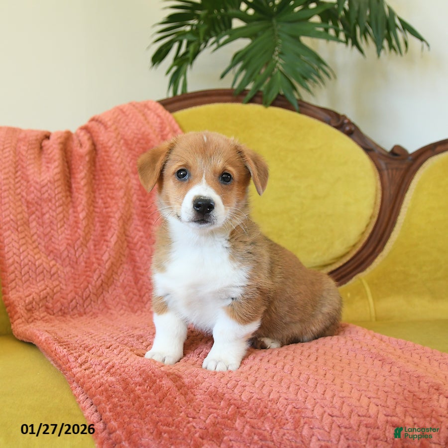 Welsh Corgi Pembroke dogs Pete - Ad 2