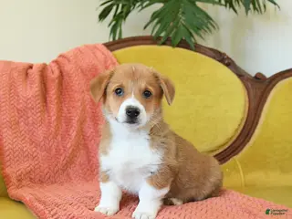 Welsh Corgi Pembroke dogs Pete - Ad 2