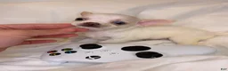 Chihuahua dogs for sale: Tiny apple head 1 blue eye charting under 3lbs - Ad 1