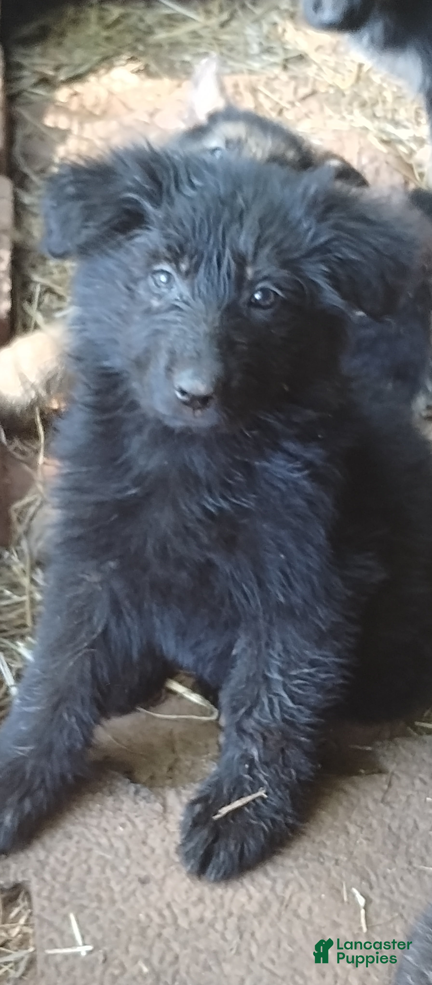 German Shepherd dogs German Shepherd Puppy 3 - Ad 38