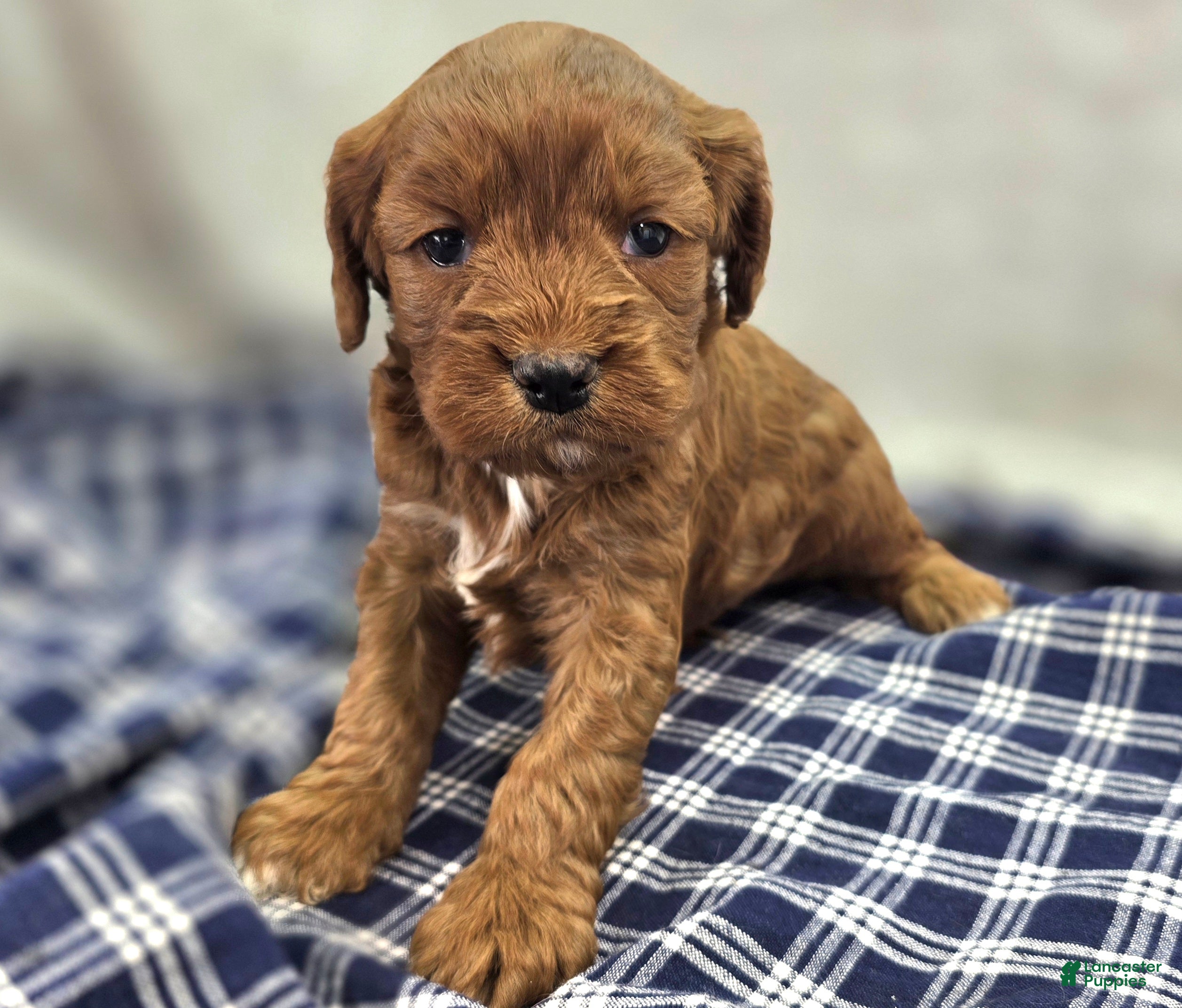 Cavapoo dogs Denali - Ad 7