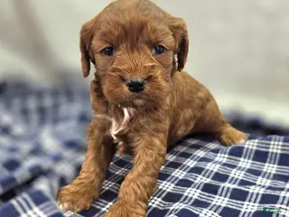 Cavapoo dogs Denali - Ad 7