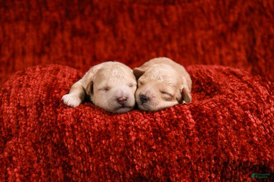 Maltipoo dogs for sale: Noelle - Ad 7