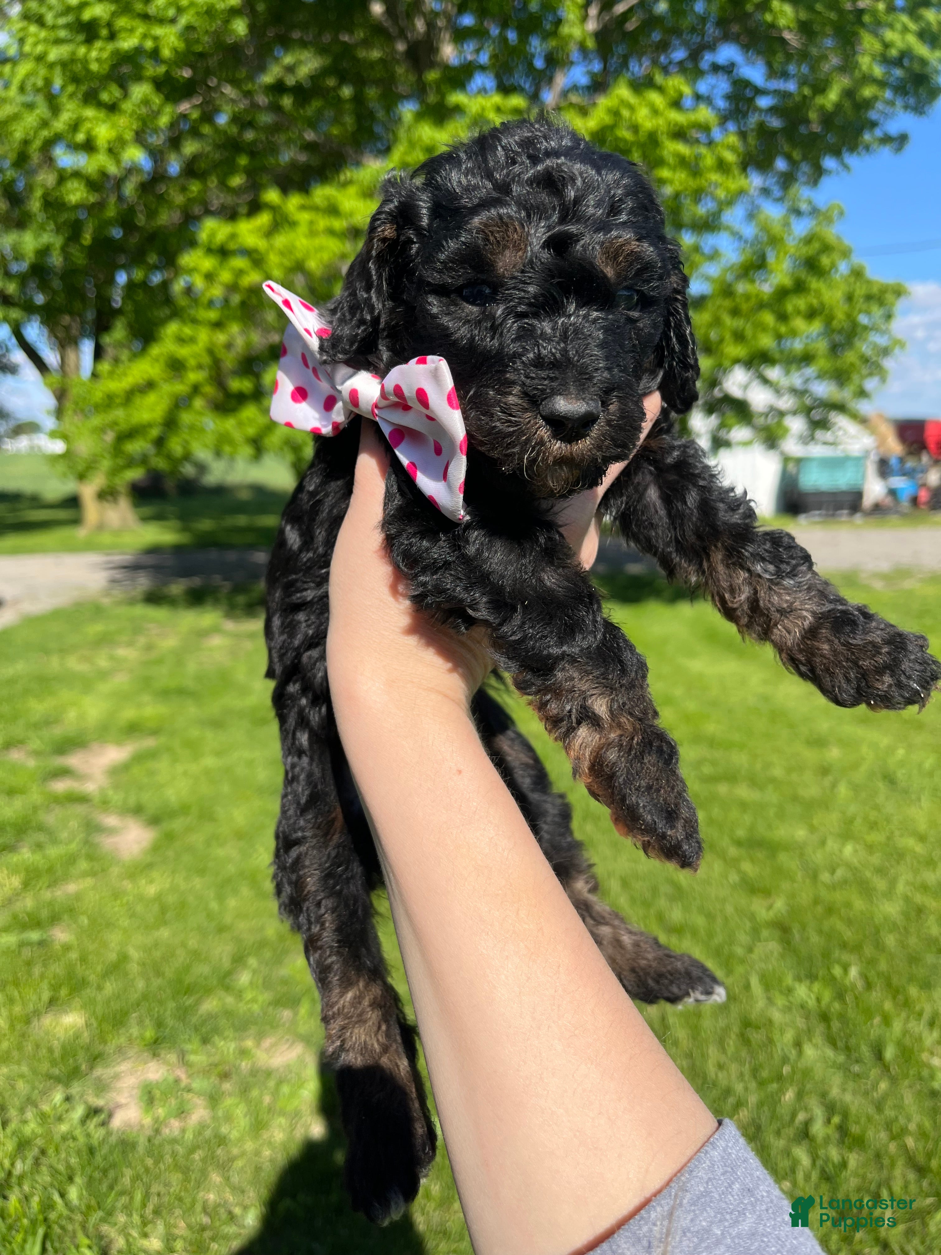 Goldendoodle dogs Coral - Ad 1
