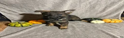 German Shepherd dogs for sale: Sally (Cream Collar Female)  - Ad 1