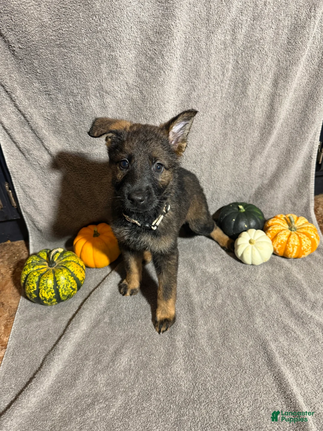 German Shepherd dogs for sale: Sally (Cream Collar Female)  - Ad 1