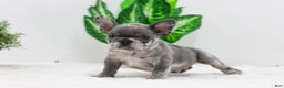 French Bulldog dogs for sale: Edison - Ad 2