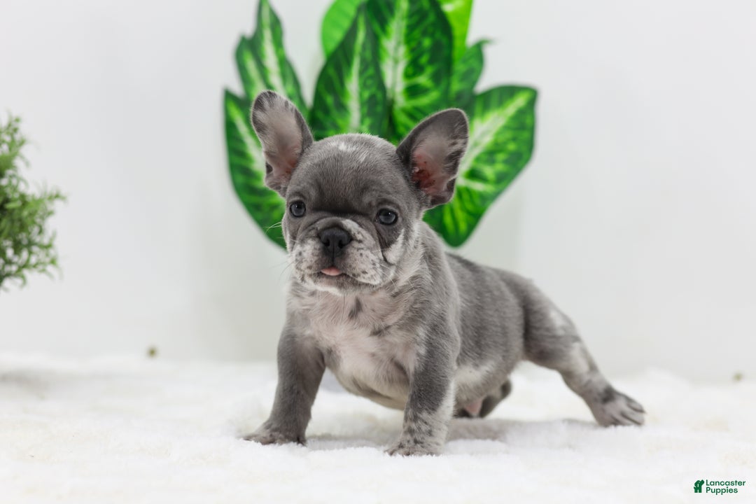 French Bulldog dogs for sale: Edison - Ad 2