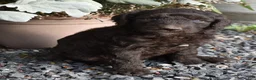 Standard Poodle dogs for sale: Standard Poodle 8 Brown with a tiny bit of white - Ad 14