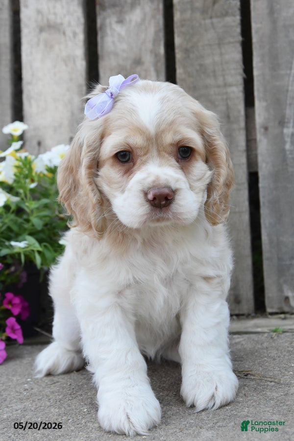 Cocker Spaniel dogs Daliah - Ad 1