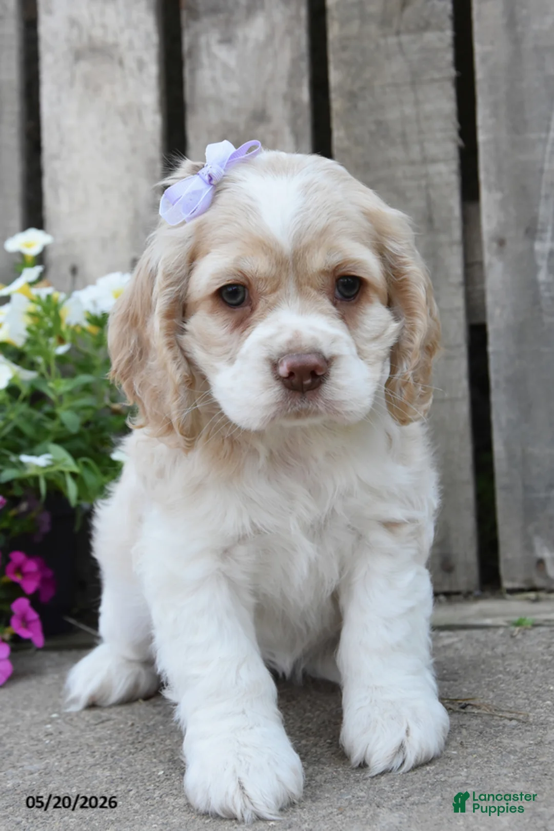 Cocker Spaniel dogs for sale: Daliah - Ad 1