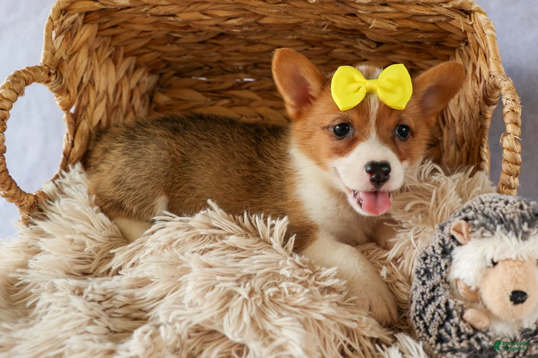 Welsh Corgi Pembroke dogs for sale:  Yvonne 🎀 - Ad 2