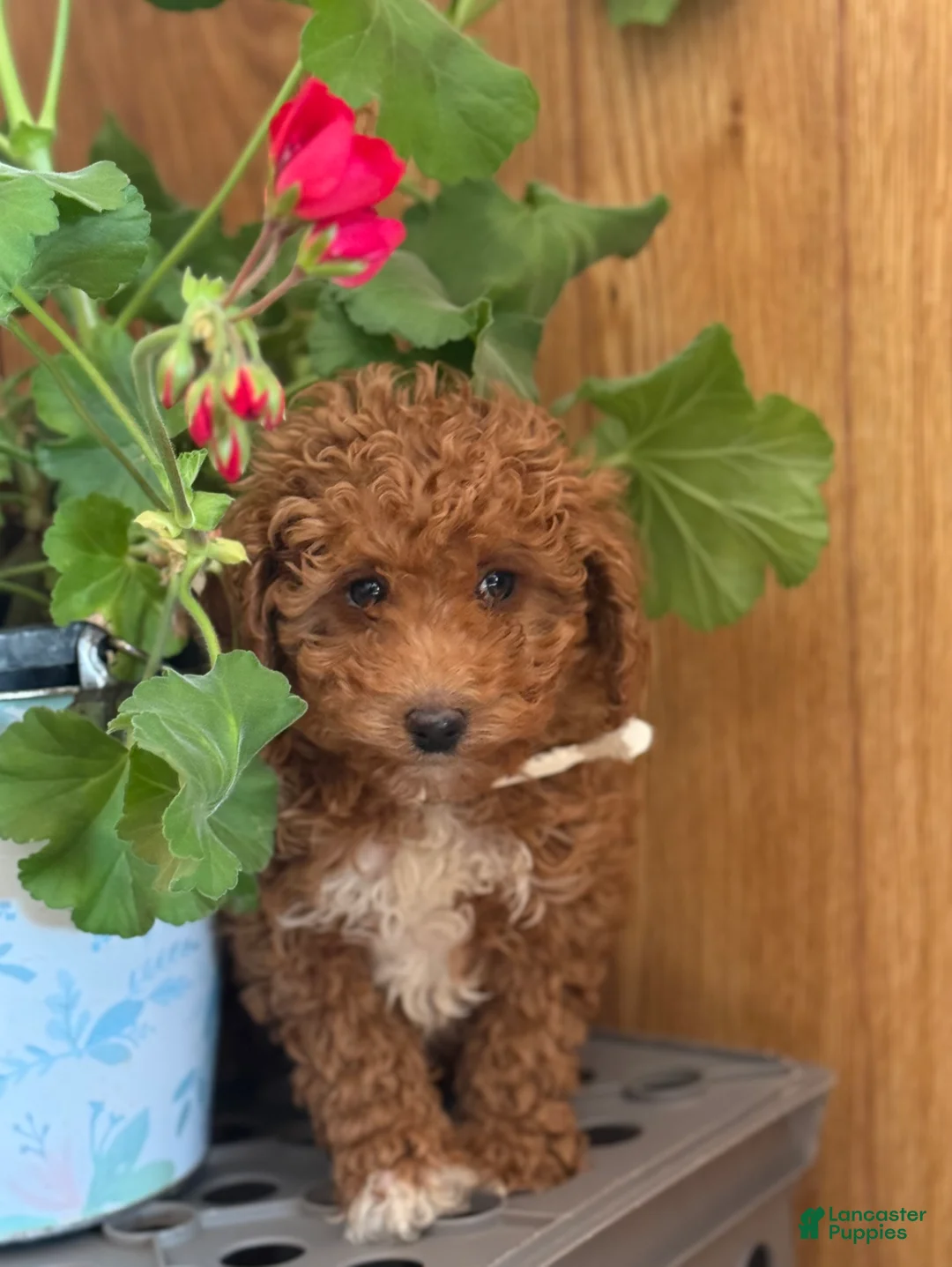 Miniature Poodle dogs for sale: Regal Rufas - Ad 2