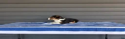 Welsh Corgi Pembroke dogs for sale: Casper - Ad 4