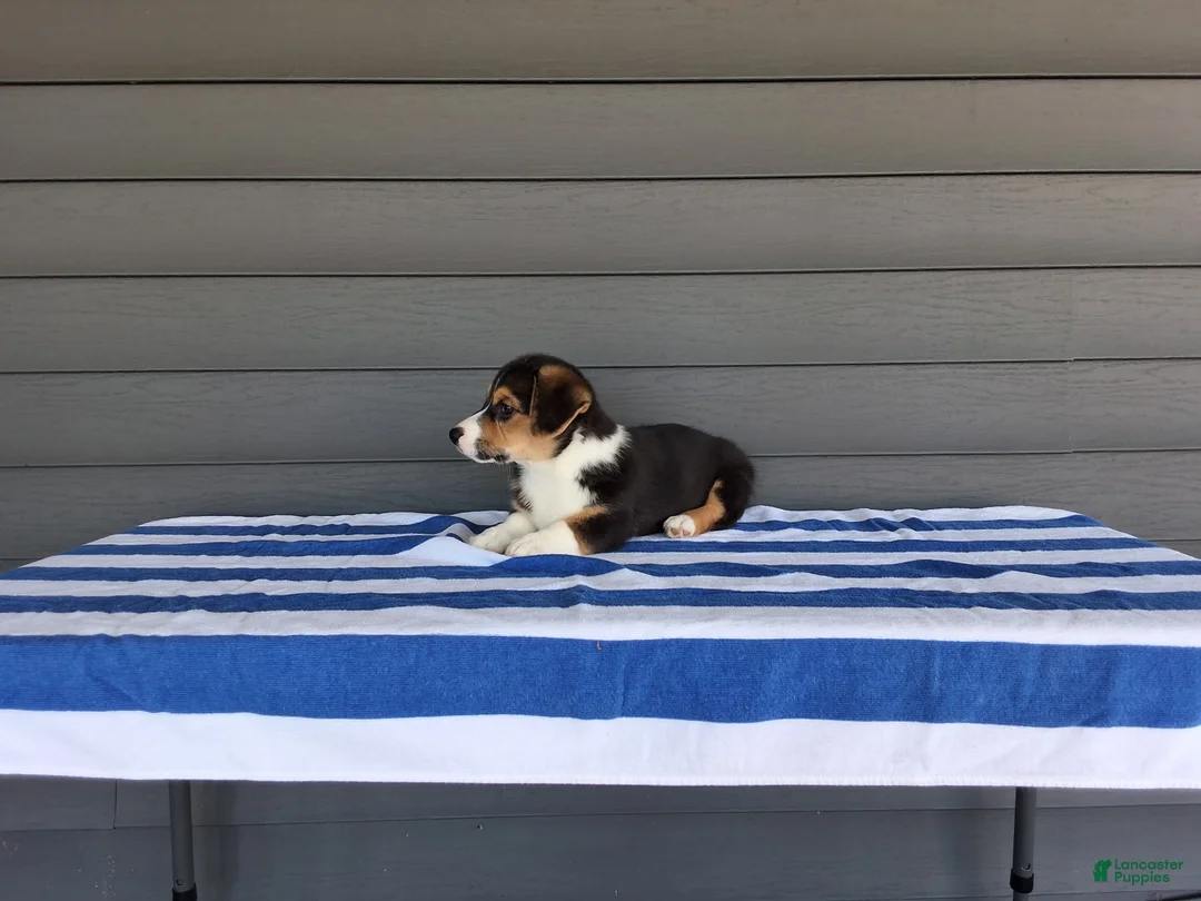 Welsh Corgi Pembroke dogs for sale: Casper - Ad 4