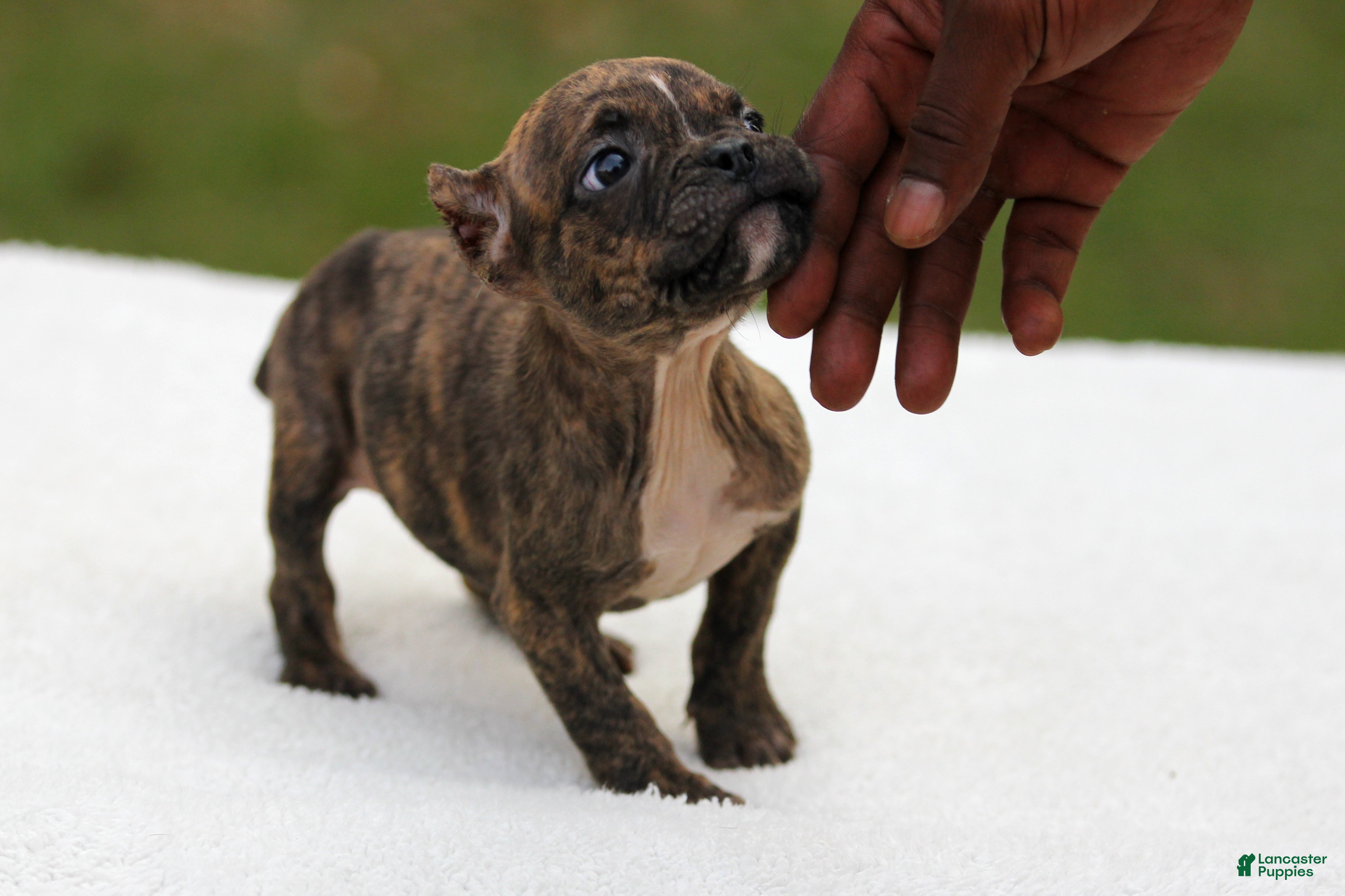 American Bully dogs Brindle Female - Ad 2