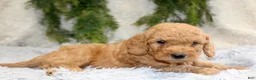 Mini Goldendoodle dogs for sale: Mini Goldendoodle Puppy 2 - Ad 5
