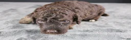 Standard Poodle dogs for sale: Patsy C - Ad 1