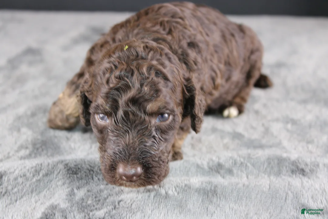 Standard Poodle dogs for sale: Patsy C - Ad 1