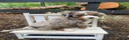 Bernedoodle dogs for sale: Snickers - Ad 9