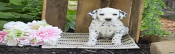 Dalmatian dogs for sale: Austin - Ad 4
