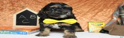 Cockapoo dogs for sale: Rocky  - Ad 3