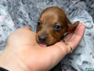 Miniature Dachshund dogs Choco - Ad 13