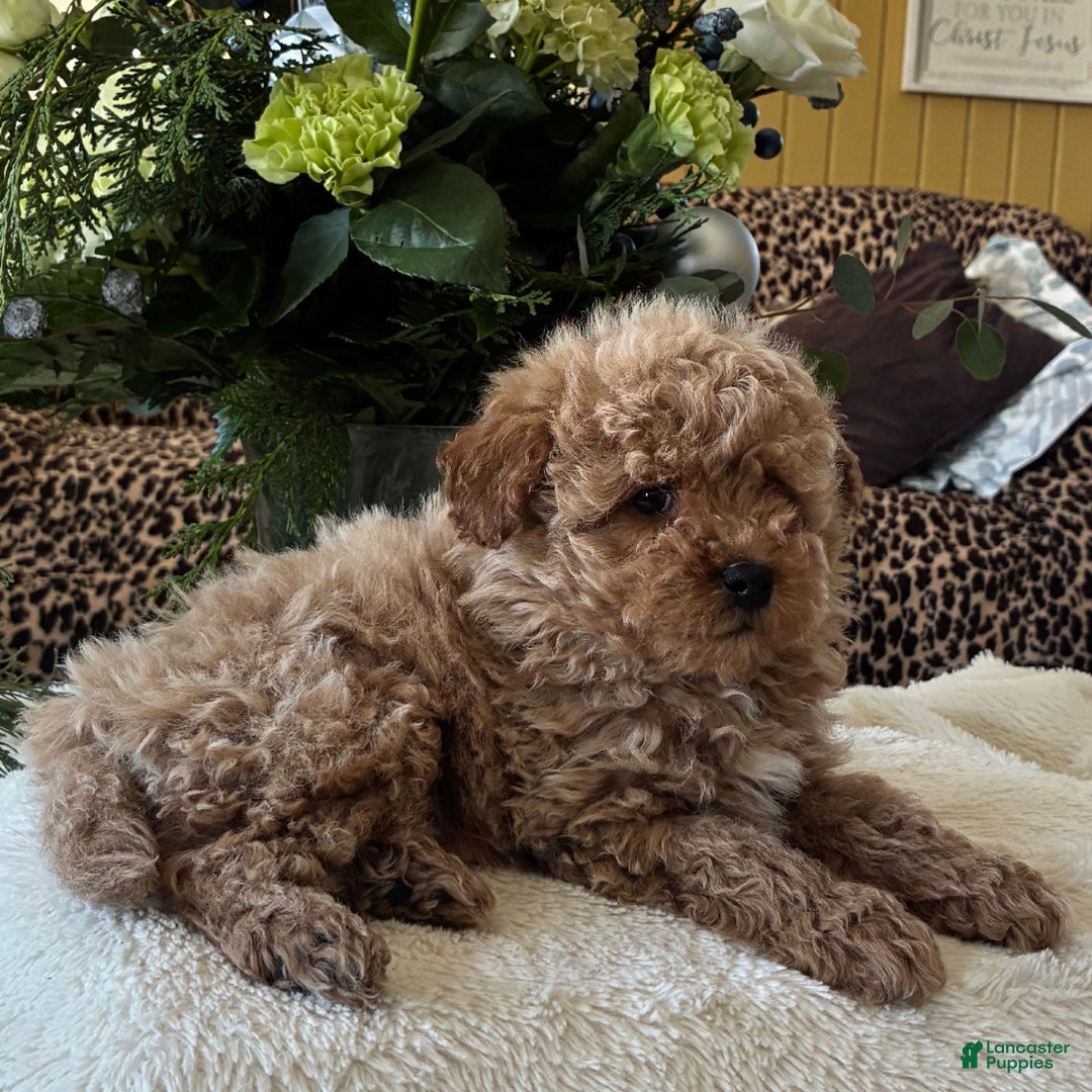 Toy Poodle dogs for sale: Riley  - Ad 3