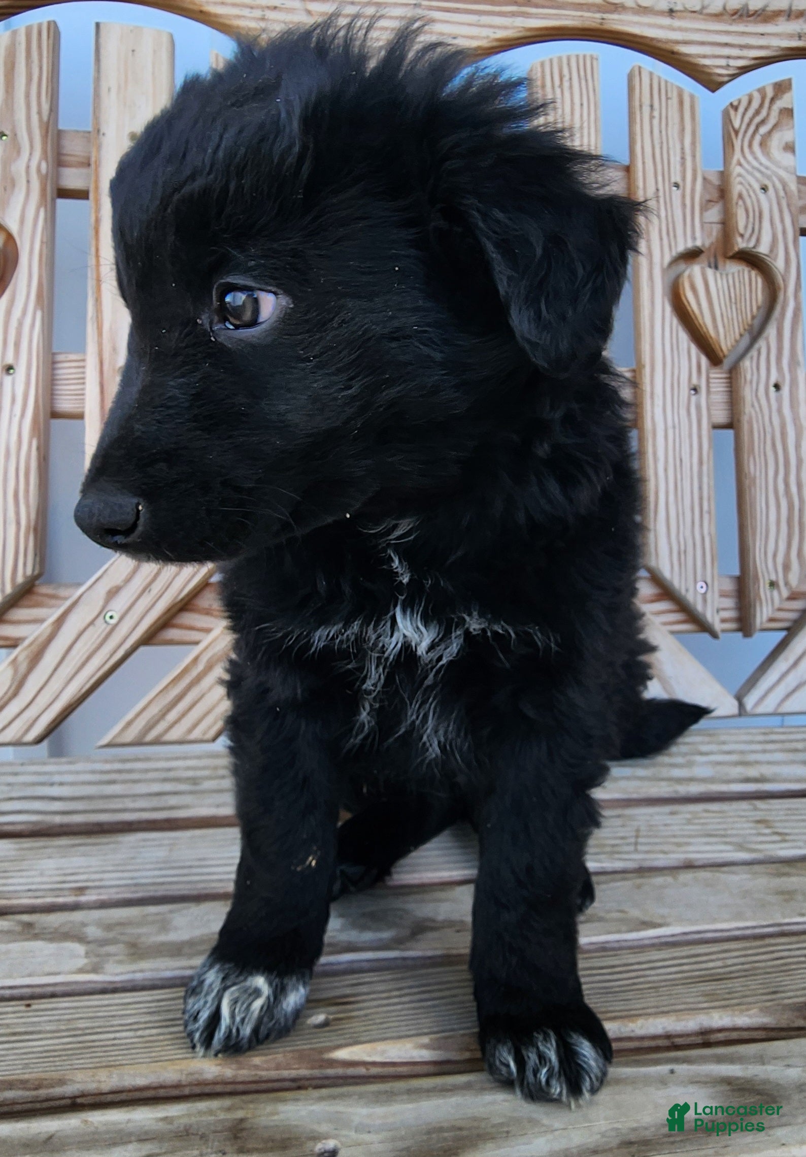 Mixed Breed dogs Mixed Breed Puppy 1 - Ad 2