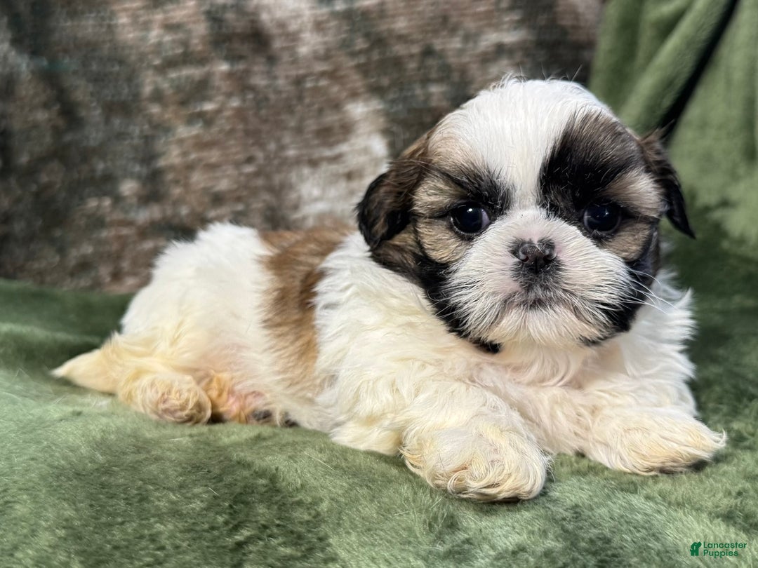 Shih Tzu dogs for sale: Dusty - Ad 2