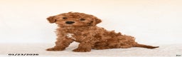 Cavapoo dogs for sale: Smores - Ad 3