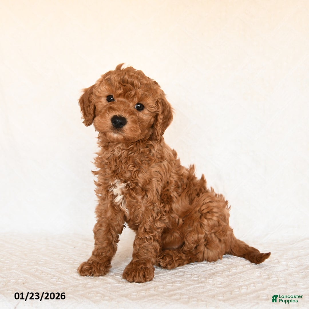 Cavapoo dogs for sale: Smores - Ad 3