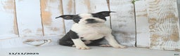 Boston Terrier dogs for sale: Navy - Ad 1