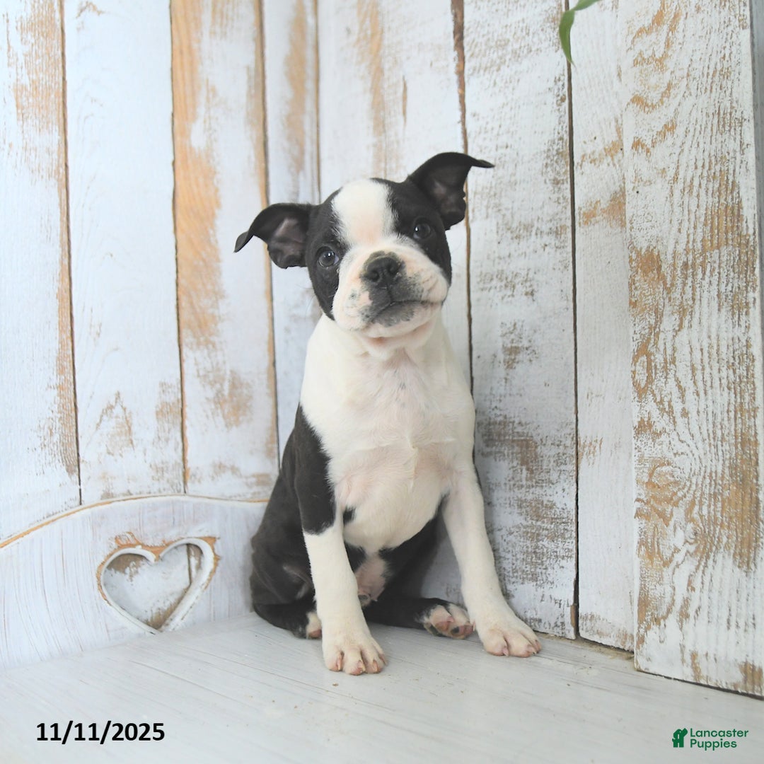 Boston Terrier dogs for sale: Navy - Ad 1