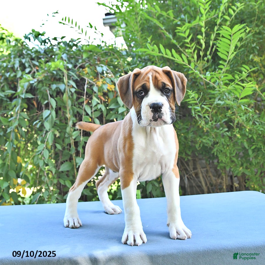Pitbull Boxer Boxer Lab Puppies For Sale Boxer Price In Bangalore