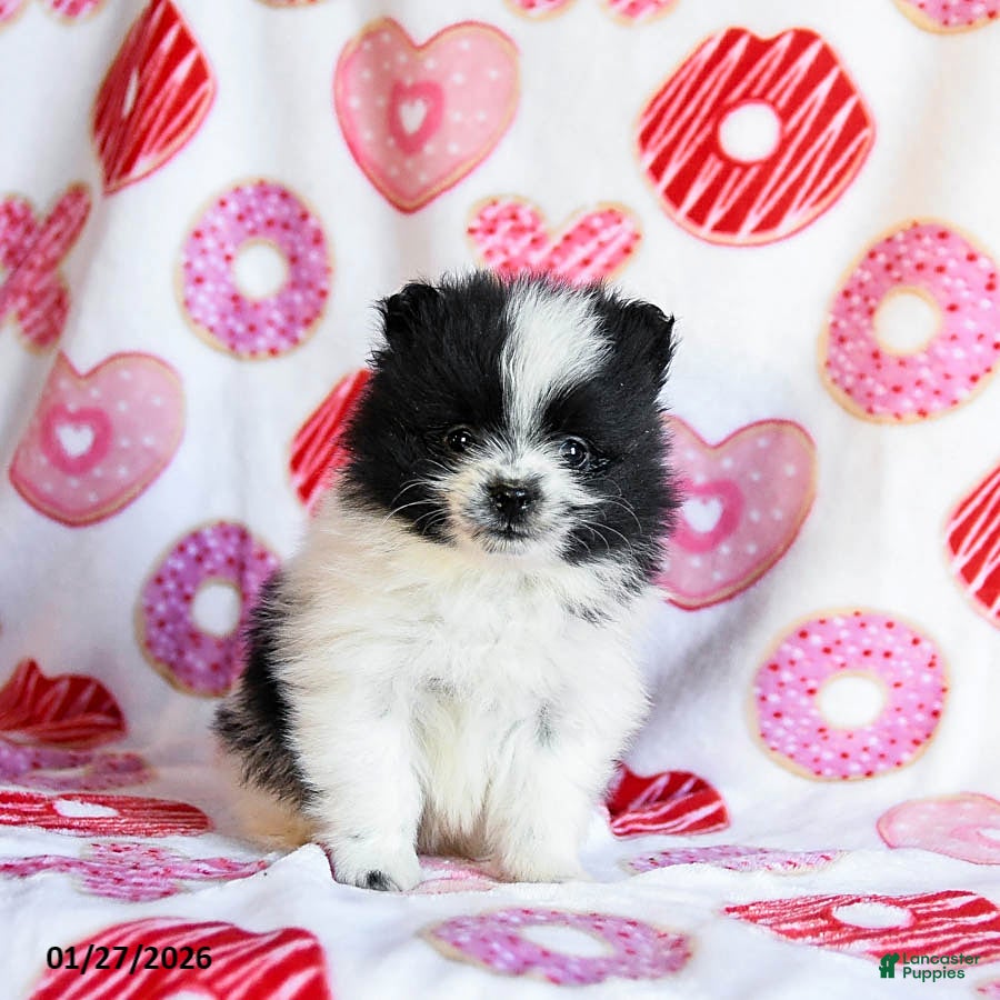 Pomeranian dogs Aspen - Ad 4