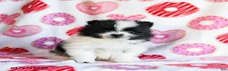 Pomeranian dogs for sale: Aspen - Ad 1